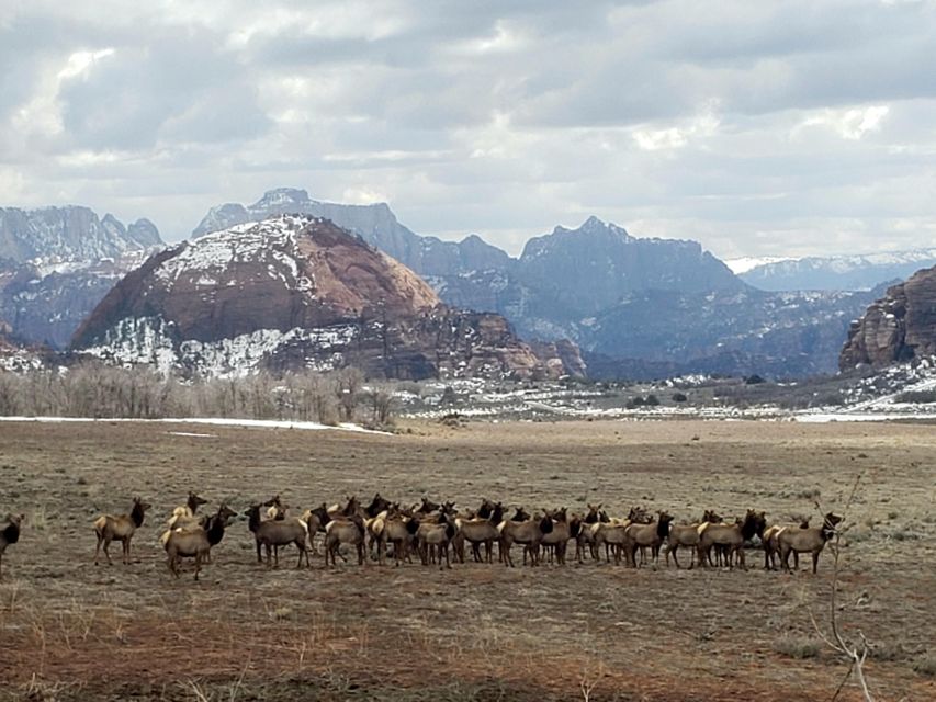 Zion National Park - Kolob Terrace: 1/2 Day Sightseeing Tour - Booking and Cancellation