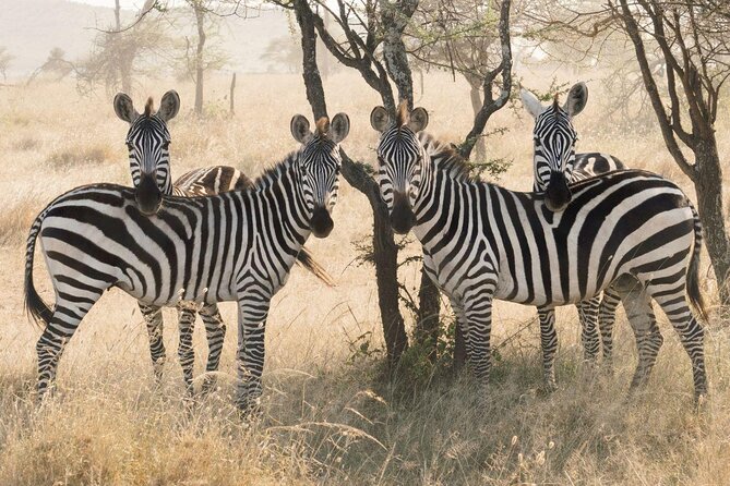 5-Day Majestic Tanzania Safari - High End All Inclusive - Key Points