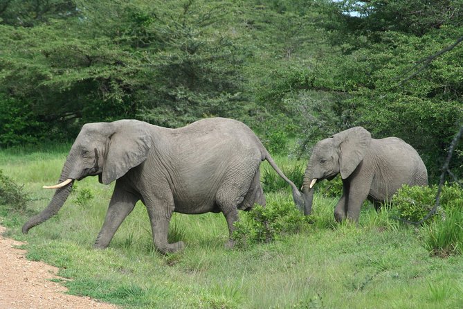 5 Days Safari to Selous & Mikumi - Key Points