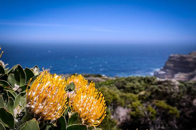 1 Day Cape Point Explore With Boulders Penguins Small Group Tour - Explore Hout Bay