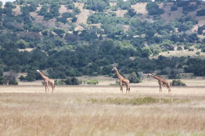 1 Day Safari to Akagera National Park - Savoring the Lunch Included