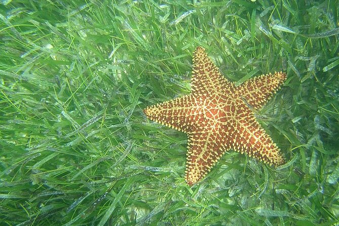 1-Hour Pedal Kayak Guided Adventure Tour in Condado Lagoon - Location and Accessibility