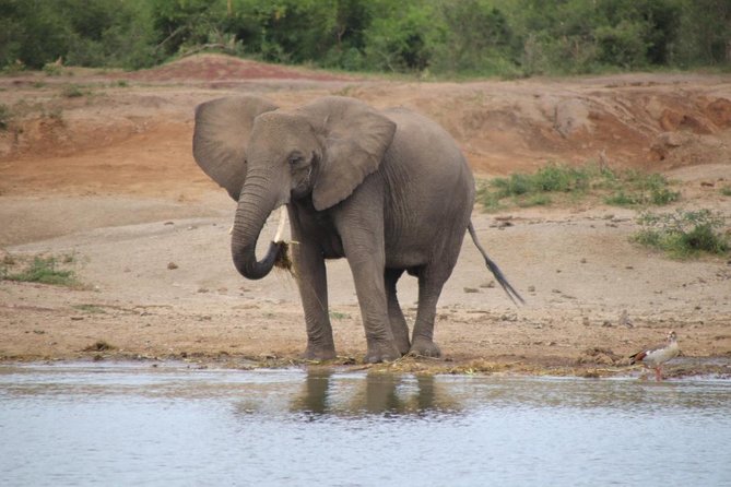 10 Day Western Uganda Budget Wildlife Safari - Tour Reviews