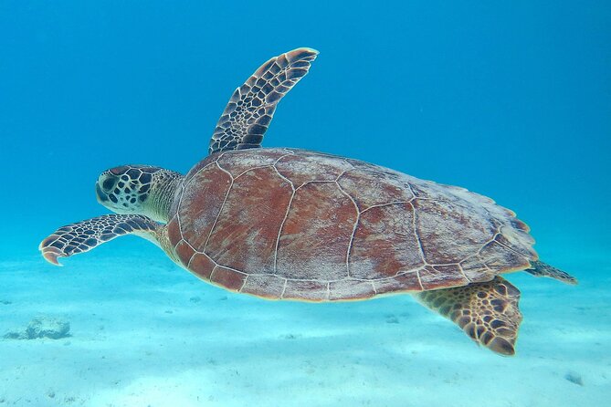 100% Private Sail & Dive From a 45FT Sailing Yacht in Bonaire - Sailing and Snorkeling Opportunities