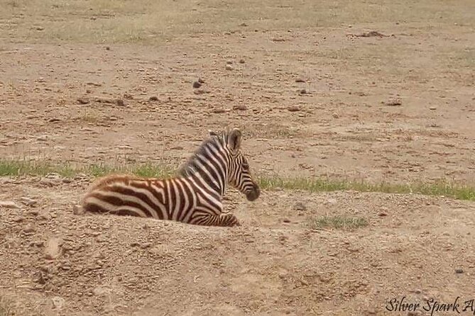 14-Day Serengeti Maasai Mara Amboseli Tarangire Zanzibar - What to Expect on the Tour