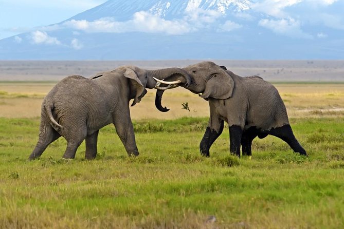 2-Day Amboseli National Park Safari- Daily Departures - Expert Driver-Guide Expertise