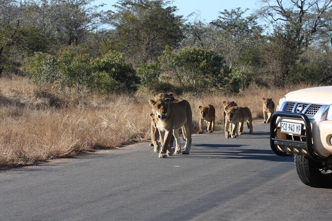 2-Day Safari Tour in Kruger National Park - Itinerary