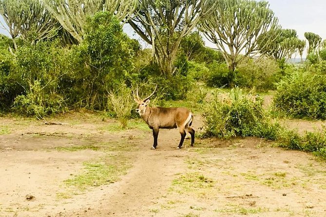 2 Days Safari to Queen Elizabeth National Park With Cruise - Accommodation and Meals