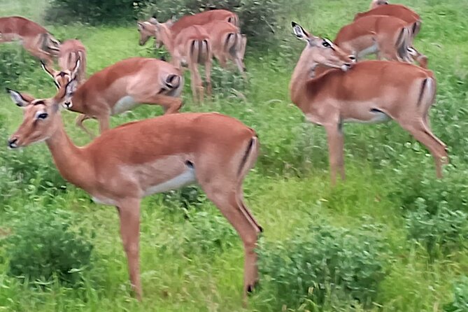 2 Days Safari Tsavo East - Booking and Pickup