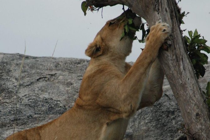 2 Days Tarangire & Ngorongoro Budget Safari Tour Tanzania - Pricing and Inclusions