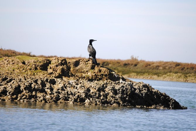 2-Hour Bird Watching Guided Boat Trip in Ria Formosa From Faro Algarve - Accessibility and Transportation Information