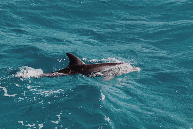 2 Hour Dolphin Watching Experience in Muscat - Booking and Confirmation