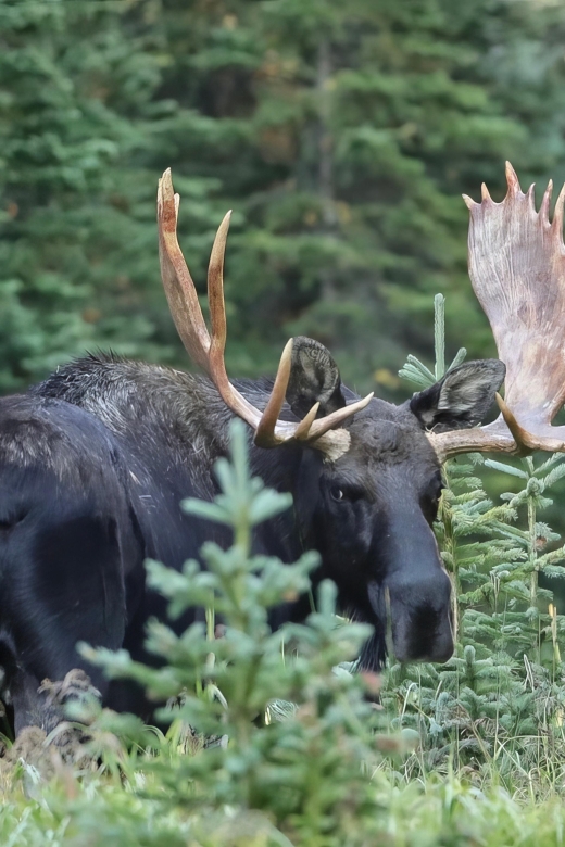 3/4 Day RMNP Mtn to Sky+Bear Lake Rd Tour-RMNPhotographer - Whats Included