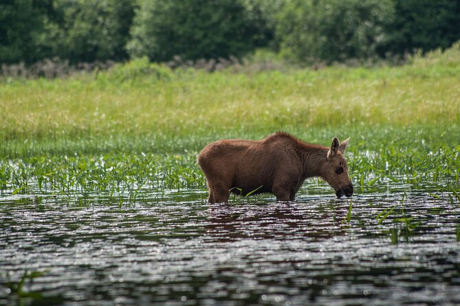 3-Day Algonquin Park Canoe Trip - Canoeing and Camping Skills