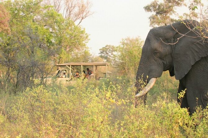 3-Day Chobe National Park Camping Safari From Victoria Falls - Camping Experience