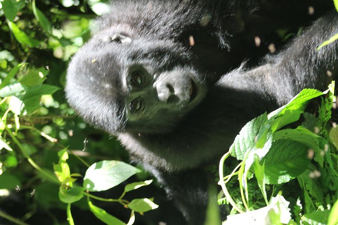 3-Day Gorillas Trekking and Batwa Experience - Restrictions and Requirements