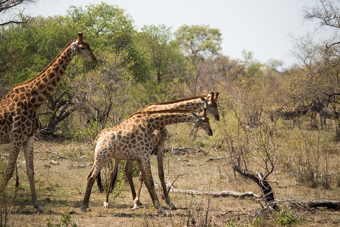 3 Day Lodge/Masango Kruger National Park Safari - Booking and Confirmation Details