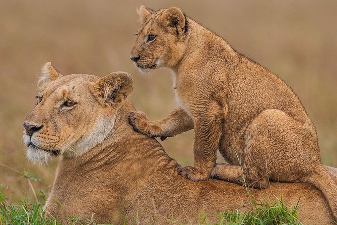 3-Day Maasai Mara Guided Safari From Nairobi - Maasai Cultural Experience