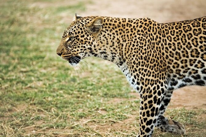 3-Day Maasai Mara Small Group Safari in a 4 X4 Land Cruiser Jeep - Meeting and Pickup