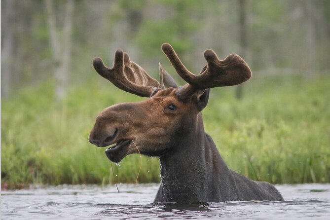 3 Day Moose Viewing Safari With Camping - Cancellation Policy