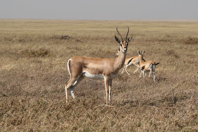 3-Day National Parks Safari From Arusha Including Tarangire - Confirmation and Accessibility