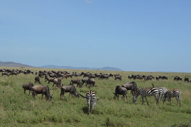 3-Day Small-Group Tanzania Safari Tour From Arusha - Booking Confirmation