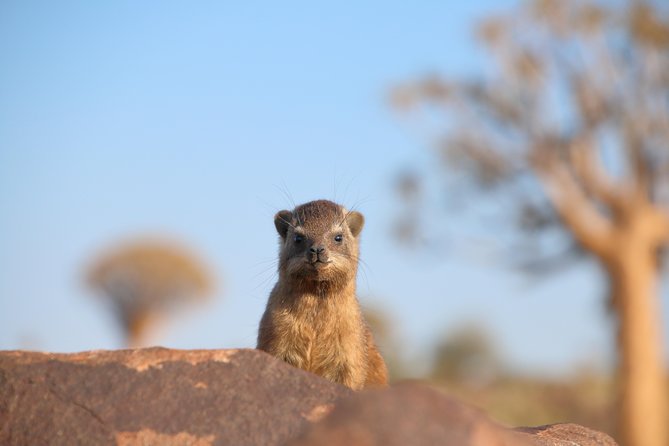 3-Day Tanzania Safari - Tarangire and Ngorongoro Crater - Amenities and Services