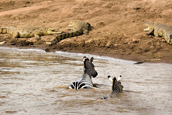 3 Days Safari Serengeti & Ngorongoro Crater - Wildlife Viewing Opportunities