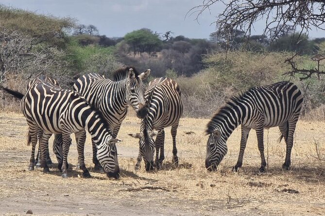 3 Days Serengeti & Ngorongoro Group - Pricing and Availability