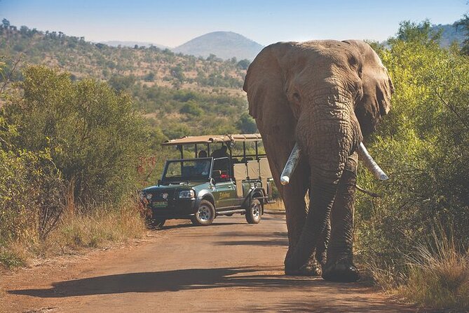 3-Hour Scheduled Safari Game Drive in Pilanesberg National Park - Duration and Schedule