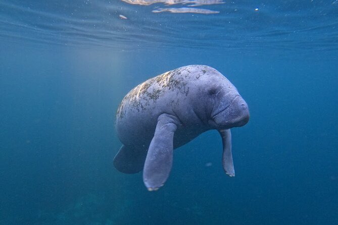 3-Hour Small Group All-Inclusive Manatee Swim With Photo Package - Group Size