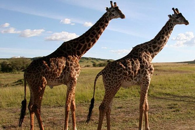 3DAYS Safari to Tarangire Ngorongoro and Manyara Lodge Safari - Meeting and Pickup Arrangements