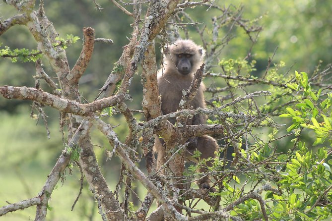 4 Day Gorilla Trekking & Golden Monkeys - Golden Monkeys