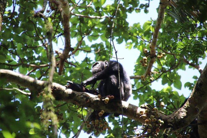 4-Day Gorillas, Wildlife and Chimpanzee Trek at Kalinzu Forest - Gorilla Trekking Experience