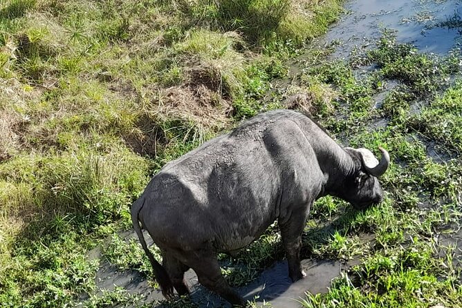 4-Day Masai Mara and Lake Nakuru Safari From Nairobi - Discover Lake Nakuru