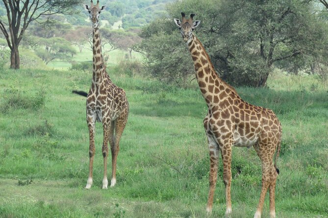 4 Days Joining Safari : Lake Manyara, Serengeti & Ngorongoro - Explore Lake Manyara