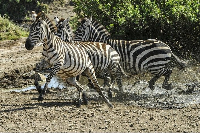 4 Days Luxury Lodge Safari Tour Tanzania - Accommodation and Amenities