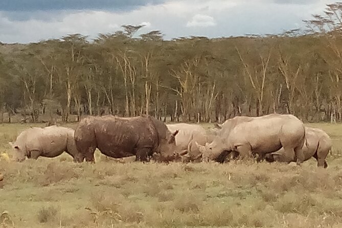 4 Days Safari to Lake Nakuru N/P and Maasai Mara N/R - Highlights of the Safari