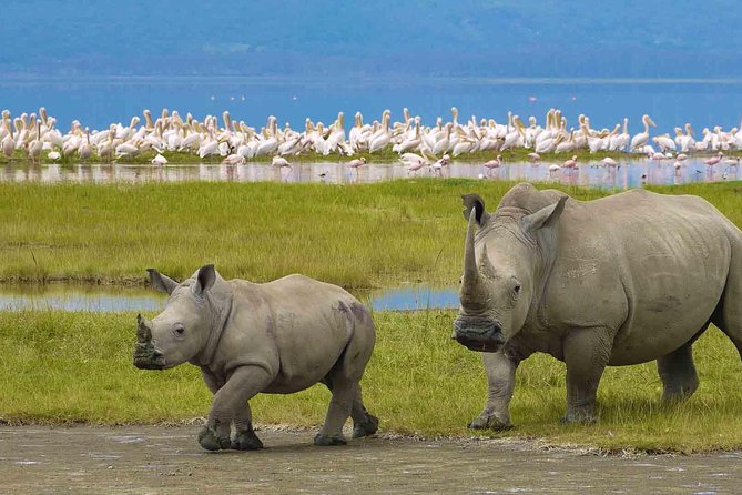 4 Days Tarangire, Serengeti & Ngorongoro Crater Joining Group Safari Tour - Tour Reviews and Accolades