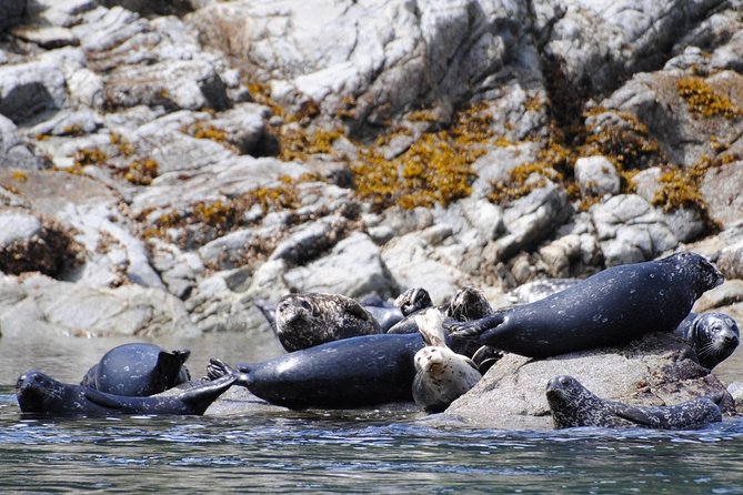 4 Hour Zodiac Whale and Wildlife Tour - Booking and Confirmation