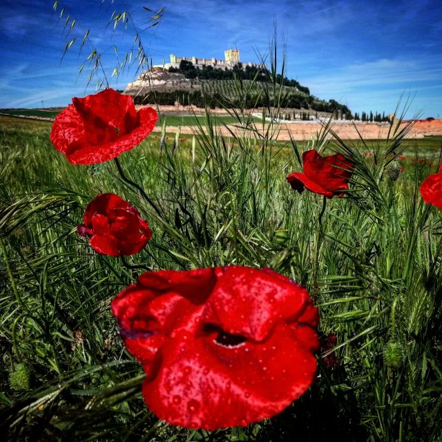 4 Wineries, Comprehensive Ribera Del Duero Winetour - Taste and Learn About the Wines