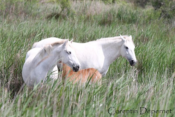 4x4 Camargue Safari 4h - Private Tour - Departure From Arles - Accessibility and Participation