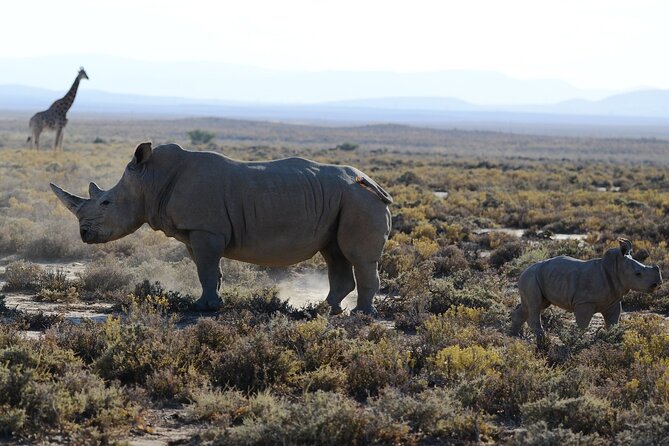 5 Day Safari Tour to Tarangire Lake Manyara and the Ngorongoro - Accommodation and Meals