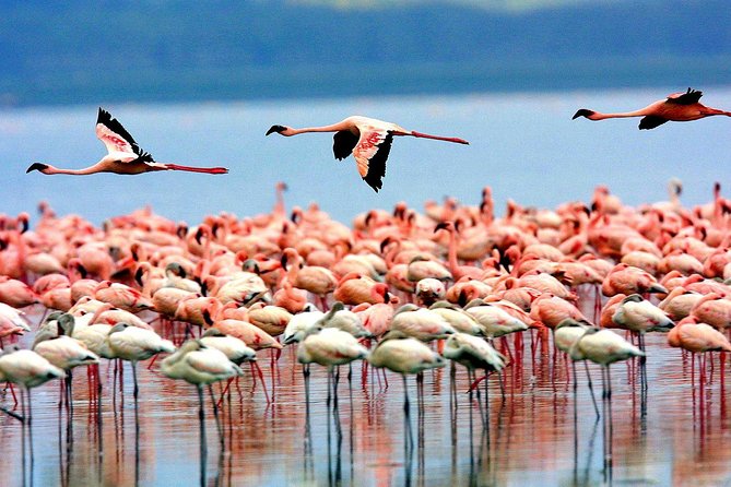 5 Days 4 Nights Tarangire, Serengeti , Ngorongoro & Manyara Wildlife Safari - Private Vehicle and Knowledgeable Guide