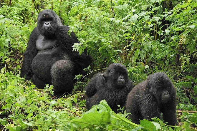 5 Days Gorilla & Wildlife Safari in Uganda - Gorilla Permits