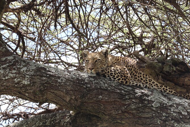 5 Days Safari Northern Circuit Of Tanzania - Pricing and Inclusions