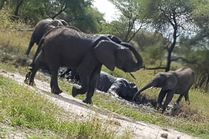 5 Days Tarangire, Serengeti, Ngorongoro & Manyara Mid-Range Camping Safari Tour - Packing and Preparations