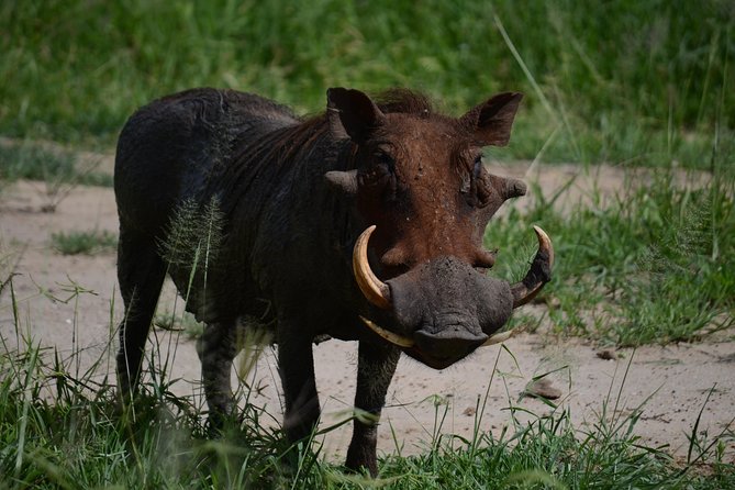 5days Tanzania Safari Lodge and Camping Serengeti, Tarangire & Ngorongoro Crater - Airport Transfer