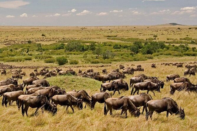 6-Day Kenya Safari to Masai Mara, Lake Nakuru and Amboseli - Included Meals and Gratuities