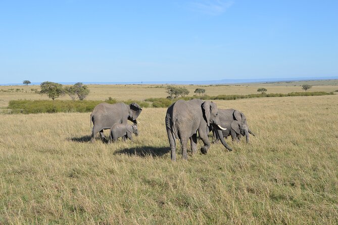 6-Days Masai Mara, Lake Nakuru and Amboseli Safari on Landcruiser - Group Size and Experience